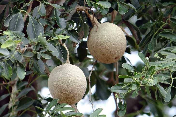 buah kawista (hippopx.com)