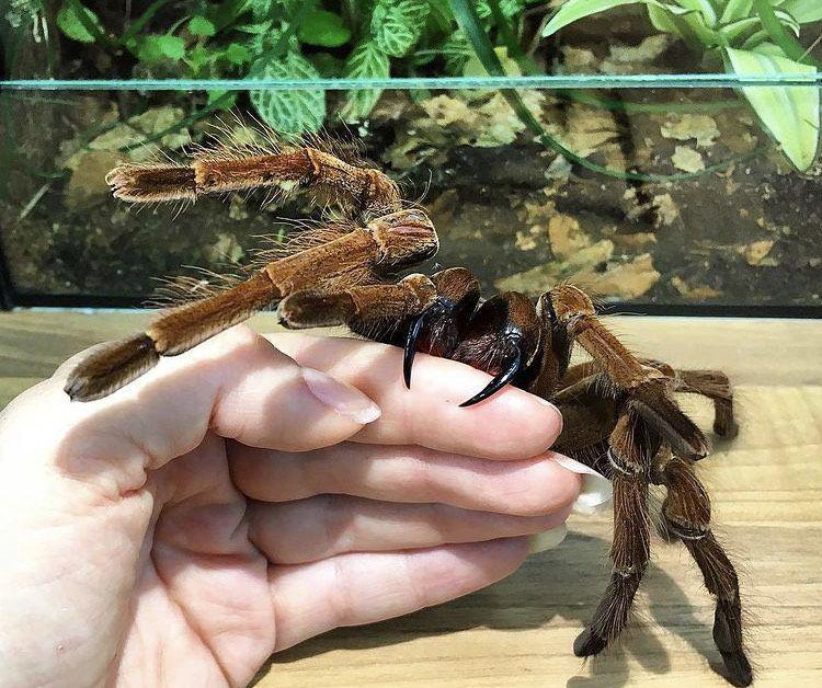 Taring Tarantula (instagram.com/smilla_west)