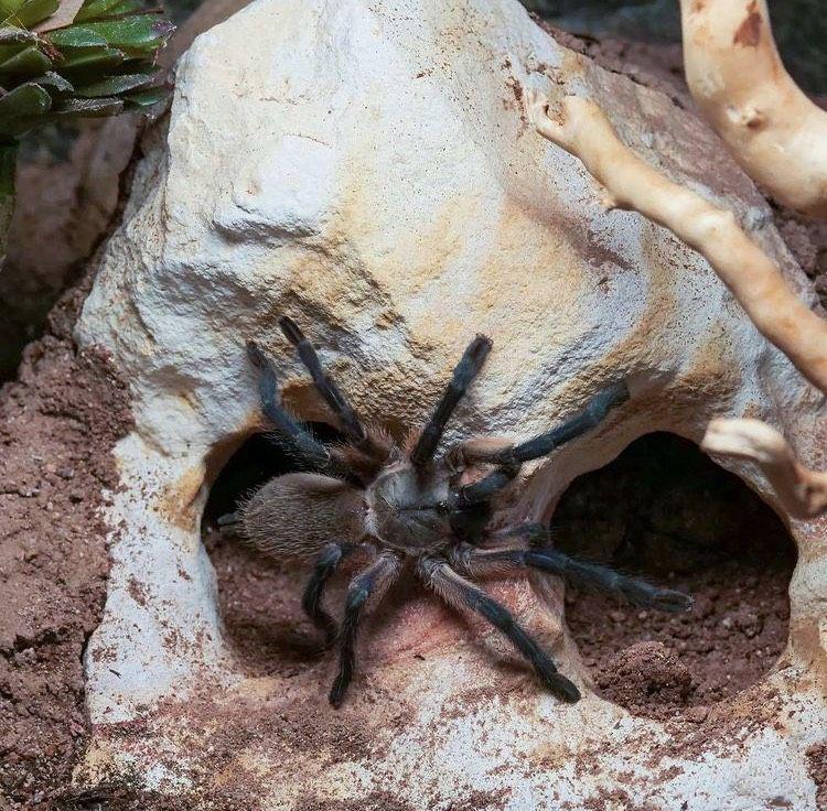 Tarantula (instagram.com/the_tarantula_collective)