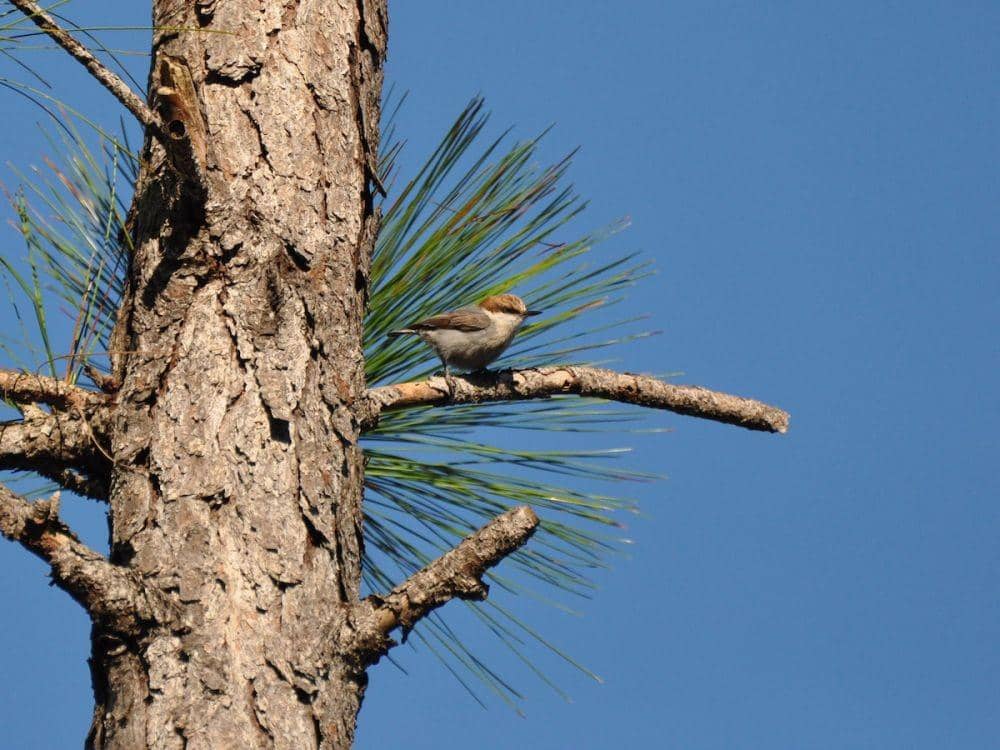 Bahama Nuthatch yang sedang bertengger di batang pinus (dok. eBird)