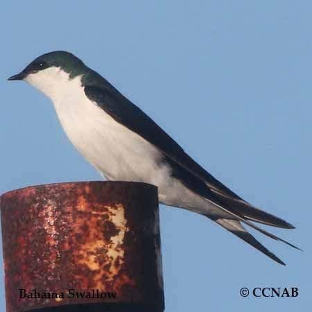 Burung Walet Bahama yang endemik di hutan pinus Bahama (dok. Birds of North America)