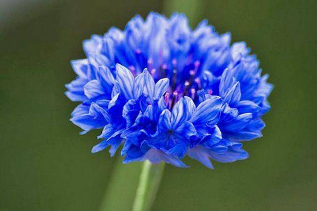 bunga cornflower (fruithillfarm.com)