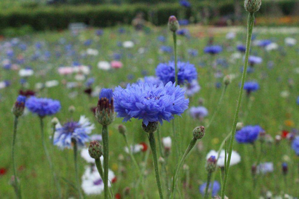 bunga cornflower (premierseedsdirect.com)