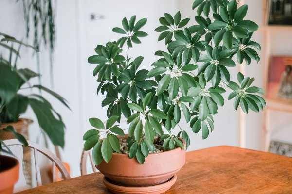ilustrasi umbrella plant