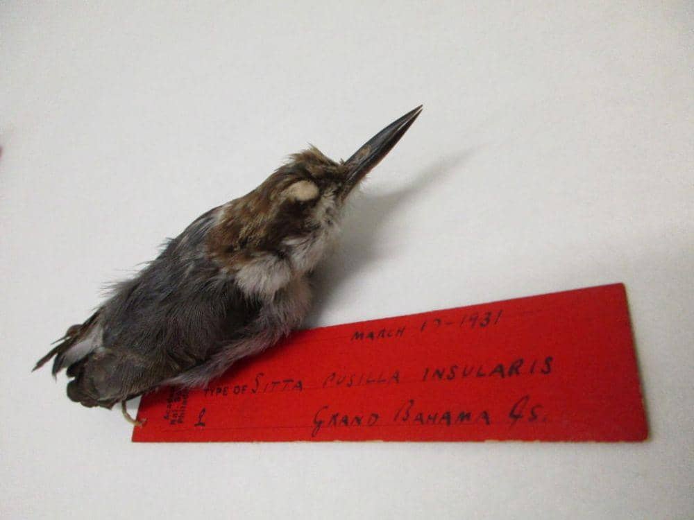 Spesimen Bahama Nuthatch yang diambil pada 1931 (dok. Academy of Natural Sciences)