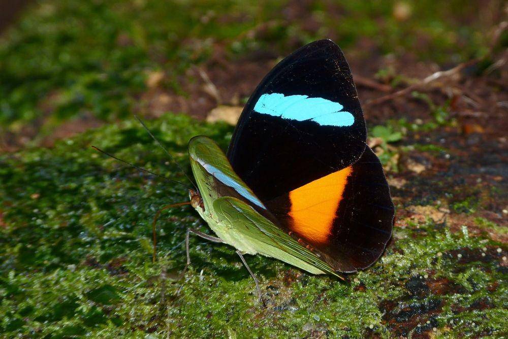kupu-kupu Obrina Olivewing/Nessaea obrinus (inaturalist.ca)