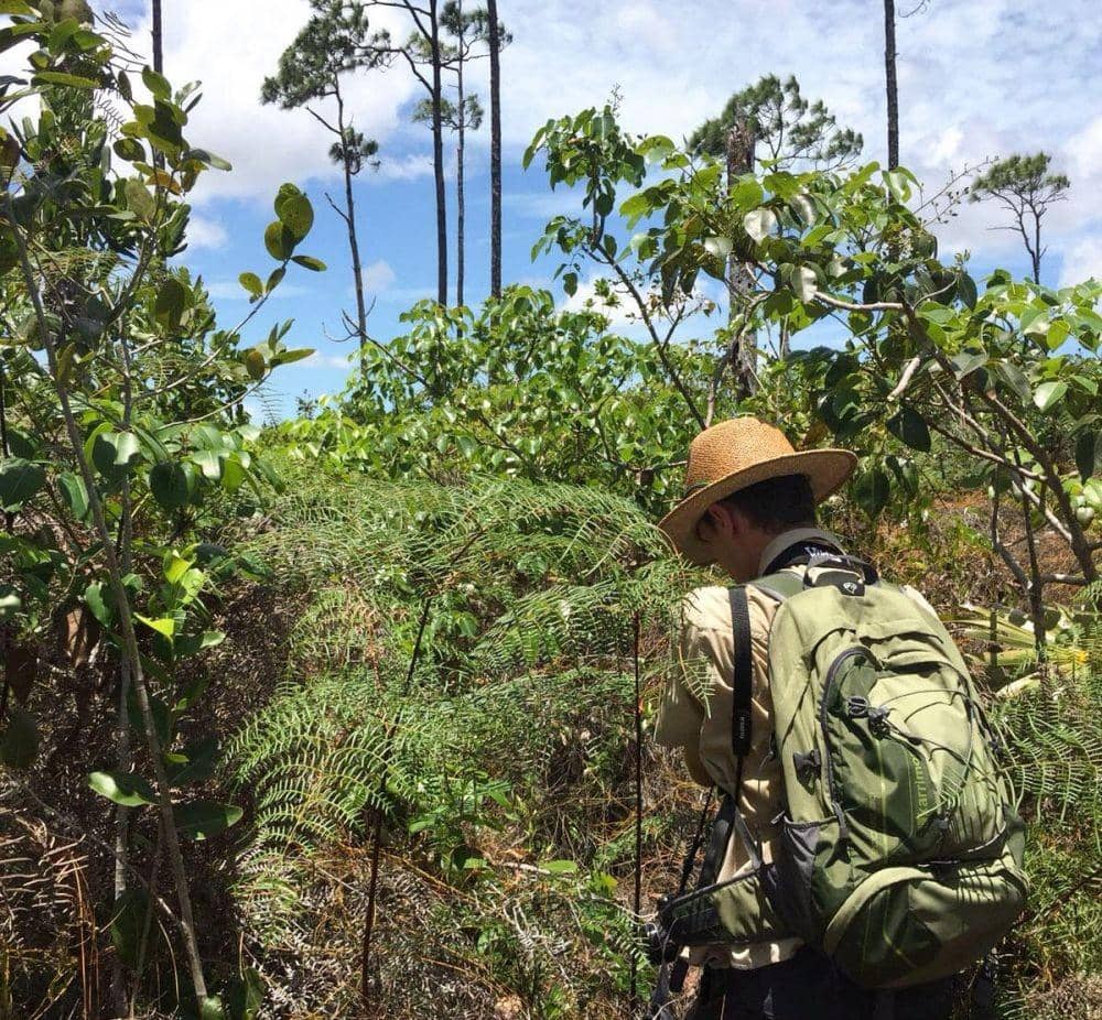 Upaya pencarian burung Bahama Nuthatch pada 2018 (dok. Audubon)