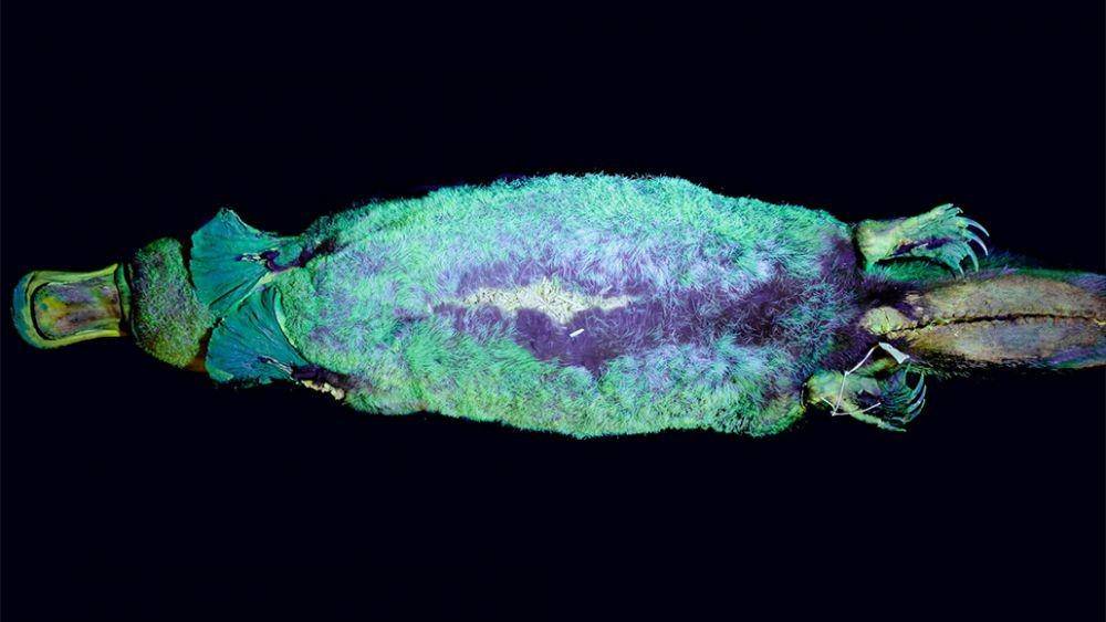 bulu platipus di bawah sinar UV (sciencenews.org)