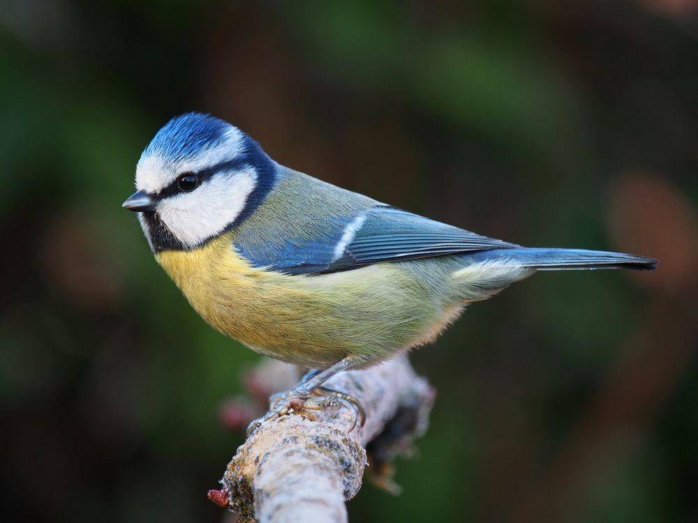 burung gelatik biru/Cyanistes caeruleus (wikimedia.org)