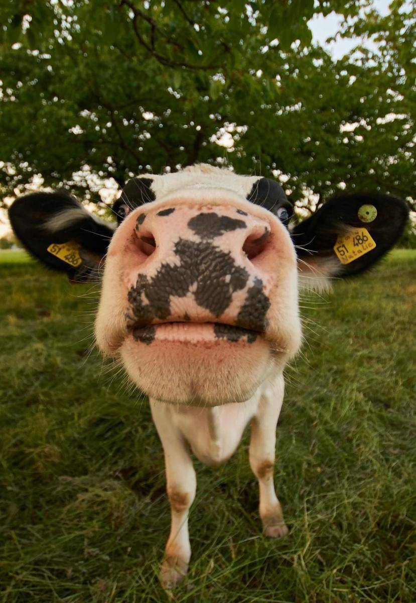 ilustrasi penyakit sapi gila (unsplash.com/Wolfgang Hasselmann)