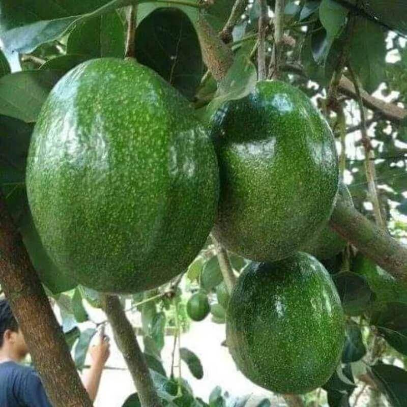 Jenis Alpukat Paling Populer (instagram.com/bibit.buah.langka)
