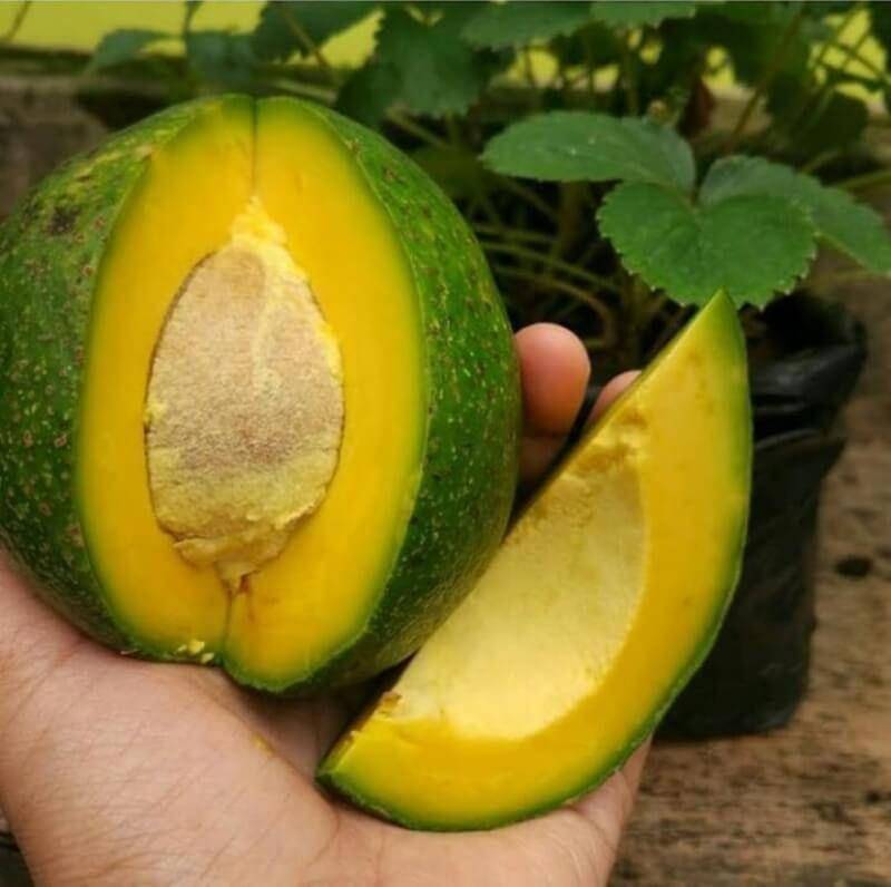 Jenis Alpukat Paling Populer (jaboticaba.info)