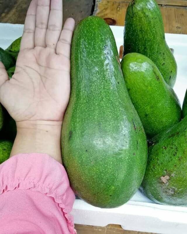 Jenis Alpukat Paling Populer (tokopedia.com/ratubibit)