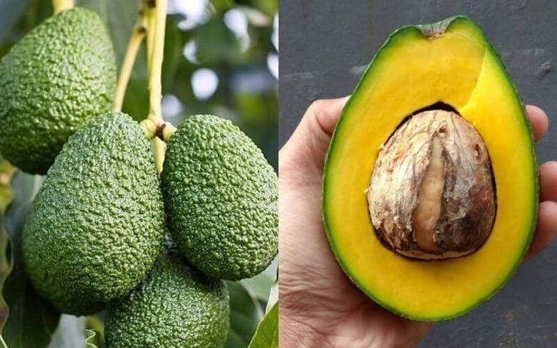 Jenis Alpukat Paling Populer (rumahtanaman.com / instagram.com/bibittabulampotmodern)