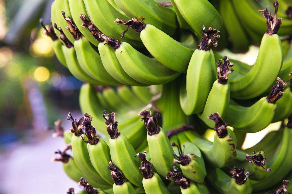 ilustrasi pisang hijau atau pisang yang belum matang (pexels.com/Ryutaro Tsukata)
