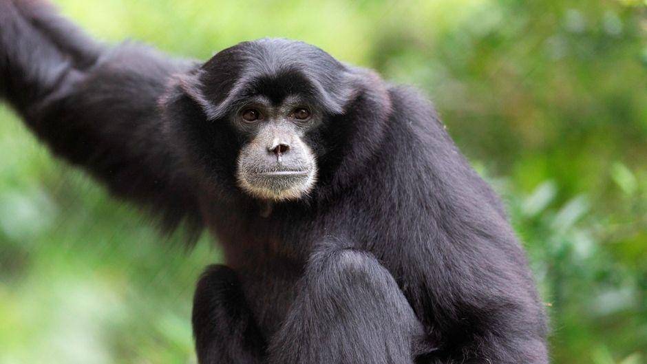 Siamang adalah spesies owa terbesar. (marwell.org.uk)