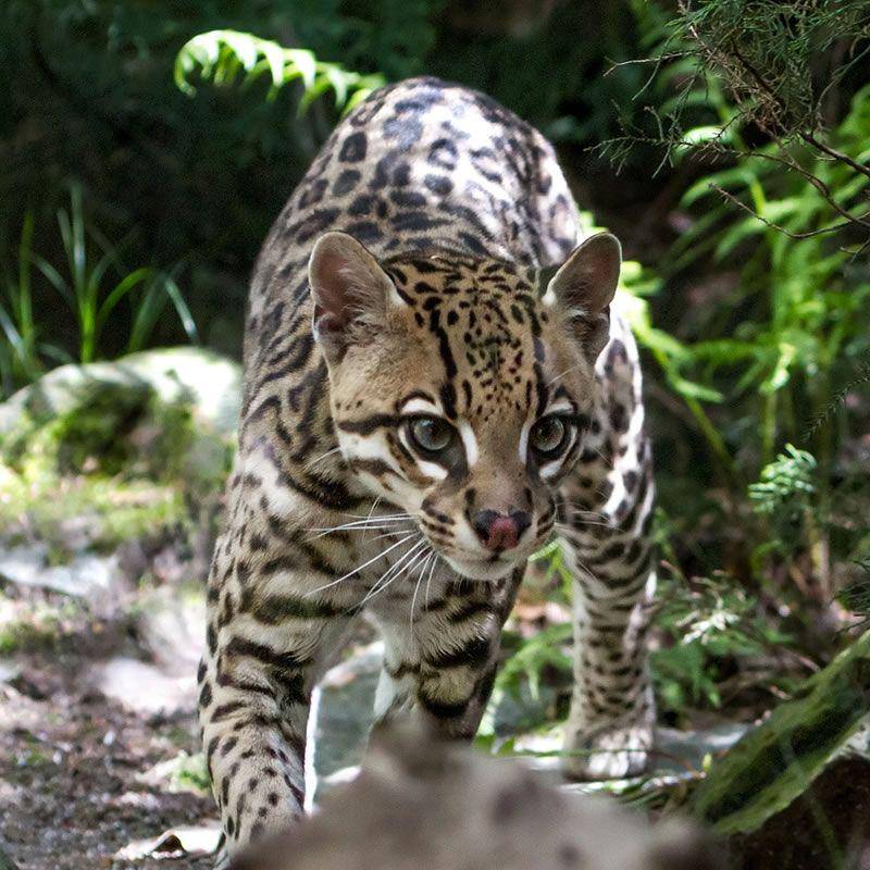 ocelot (theanimalspot.com)