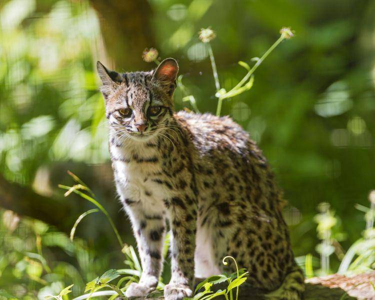 oncilla (animalia.bio)