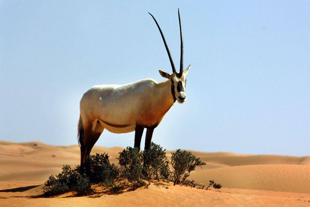 oryx arab (weboryx.com)
