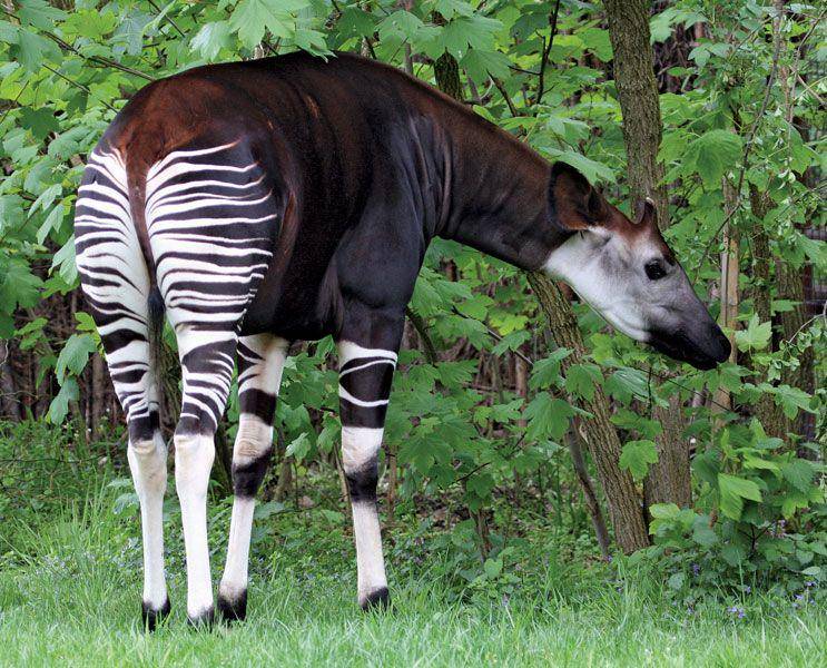 okapi (britannica.com)