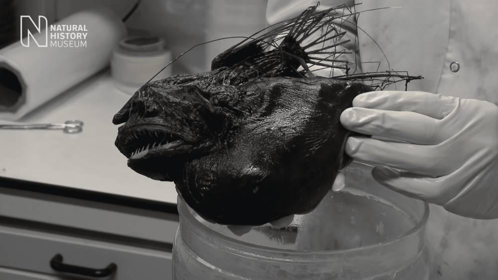 perut anglerfish yang membesar setelah makan (youtube.com/Natural History Museum)