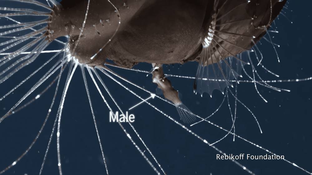 ikan sungut ganda jantan di tubuh pasangannya (youtube.com/Science Magazine)