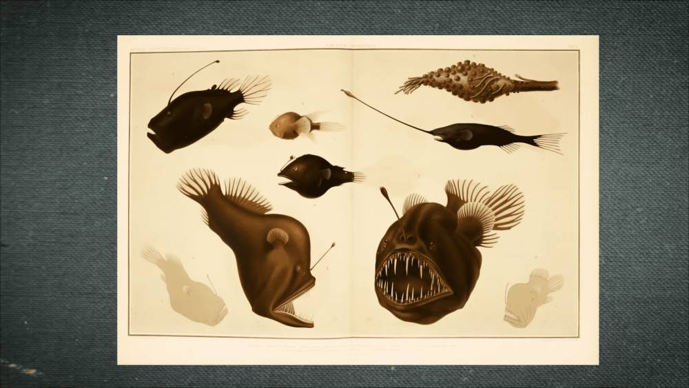ilustrasi macam-macam ikan sungut ganda (youtube.com/Science Magazine)