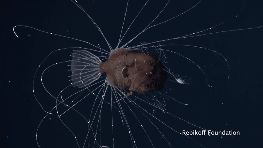 ikan sungut ganda (youtube.com/Science Magazine)