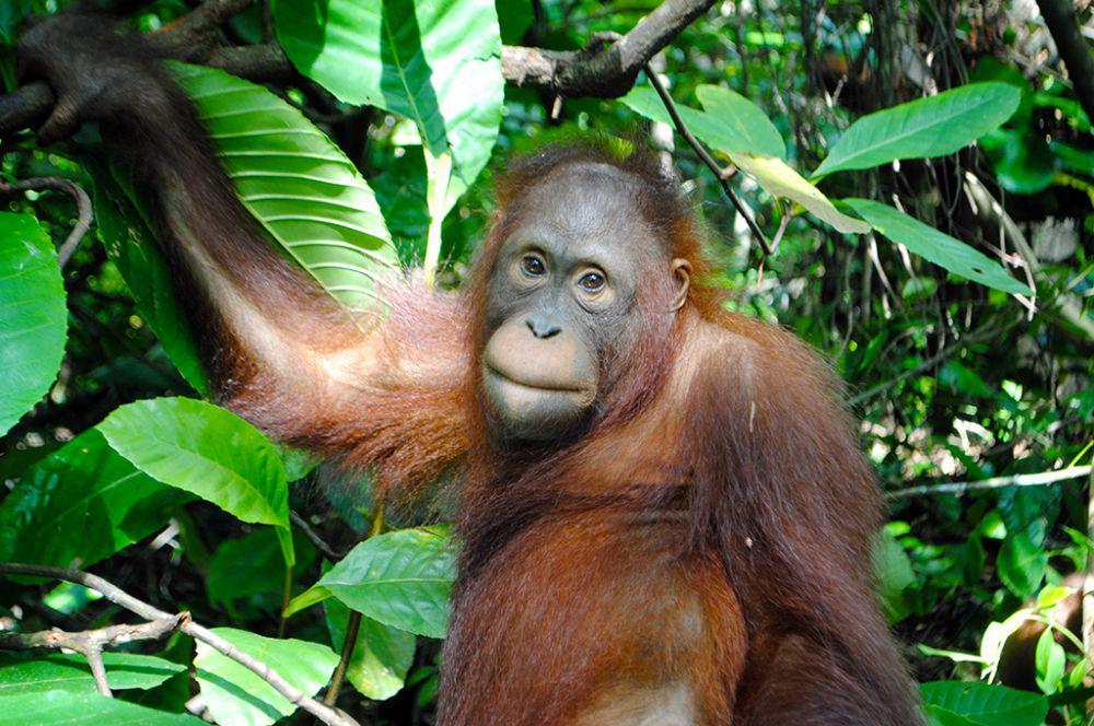 Daftar Nama Hewan Huruf O, Cek Disini Selain Orangutan!