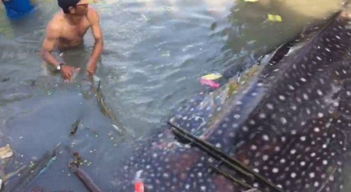 Seekor hiu tutul terdampar di perairan utara laut Lamongan. IDN Times/Istimewa