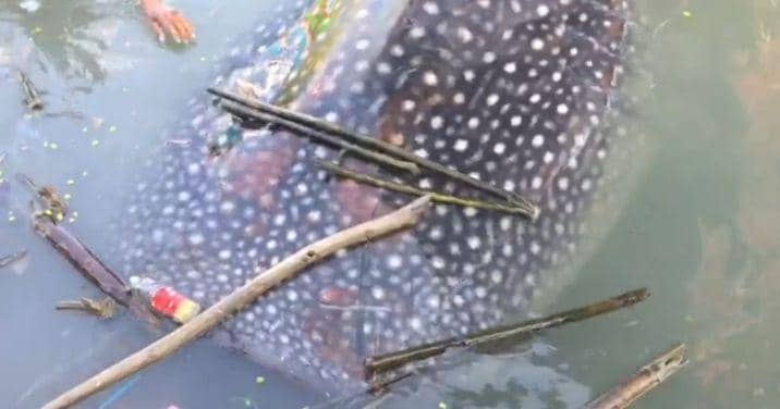 Seekor hiu tutul terdampar di perairan utara laut Lamongan. IDN Times/Istimewa