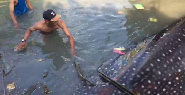 Nelayan Selamatkan Hiu Tutul Terdampar di Laut Paciran Lamongan