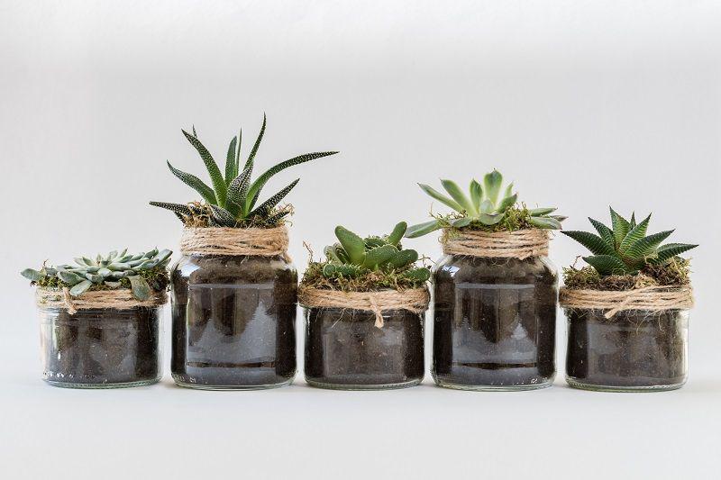 5 Ide Suvenir Pernikahan dari Tanaman Succulent