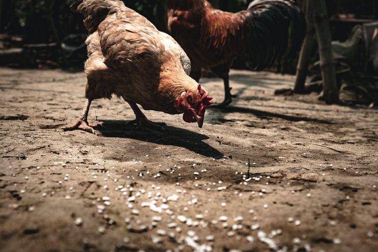potret ayam (unsplash.com/Jesse Schoff)
