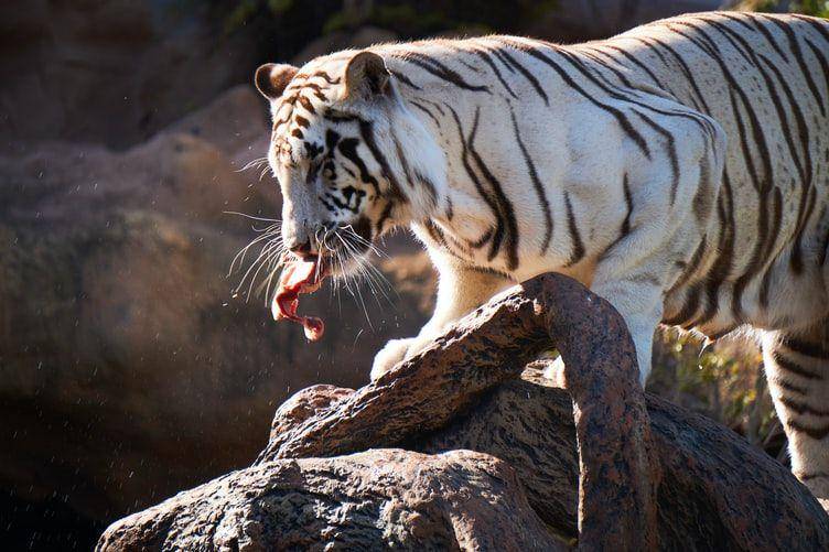 potret hewan macan (unsplash.com/David Lázaro)