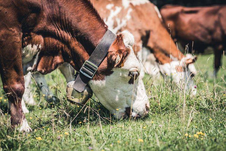 potret hewan sapi (unsplash.com/Quaritsch Photography)