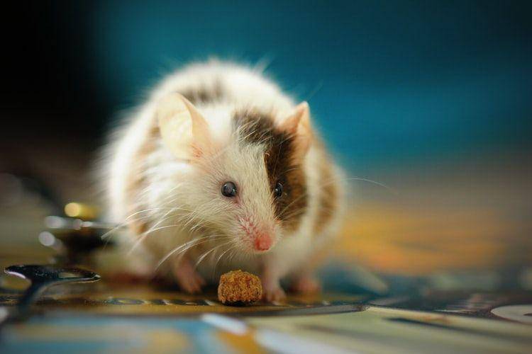 potret tikus (unsplash.com/Sandy Millar)
