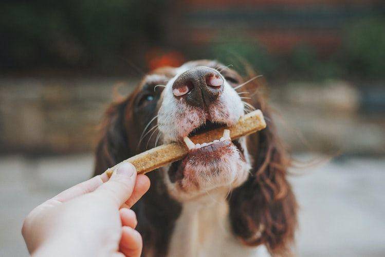 potret hewan anjing (unsplash.com/James Lacy)