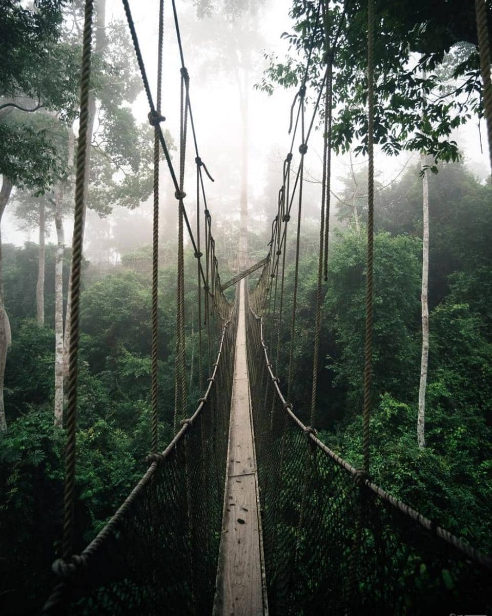 Kakum Canopy Walk (instagram.com/_nfphotography_)