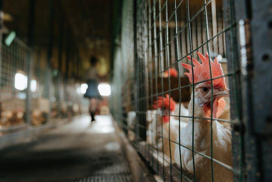 Potret ayam di kandang. (Pexels.com/cottonbro)