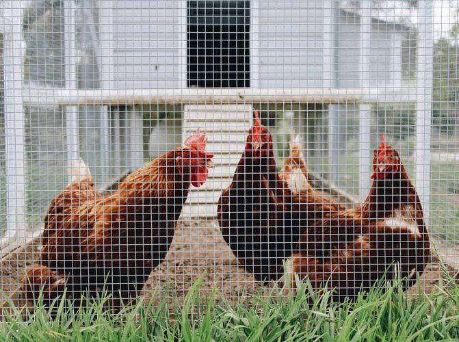 Potret ayam di kandang. (Unsplash.com/The Brewers)