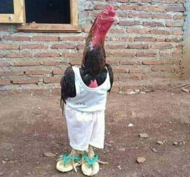 aksi kocak bapak-bapak (instagram.com/wkwklandreal_real)