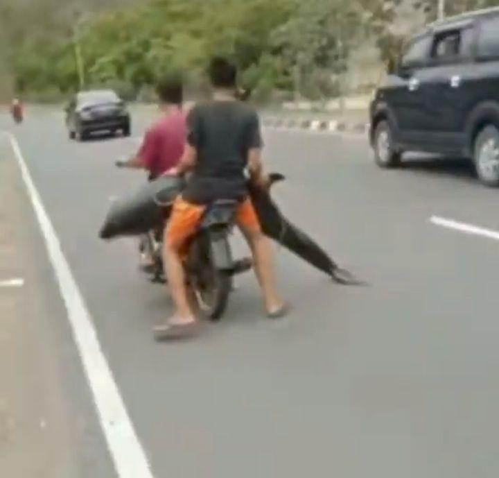 Viral, Paus Kepala Melon Diangkut Naik Motor lalu Dimasak Warga