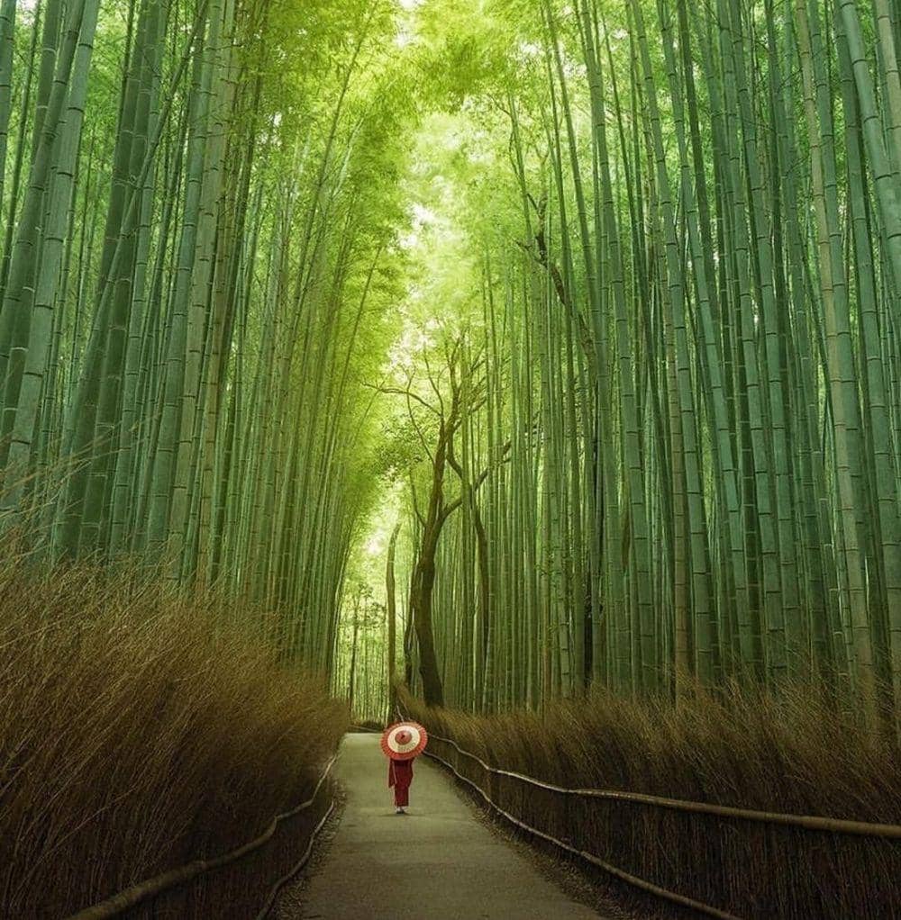 Arashimaya Bamboo Forest (instagram.com/jocsp2239)