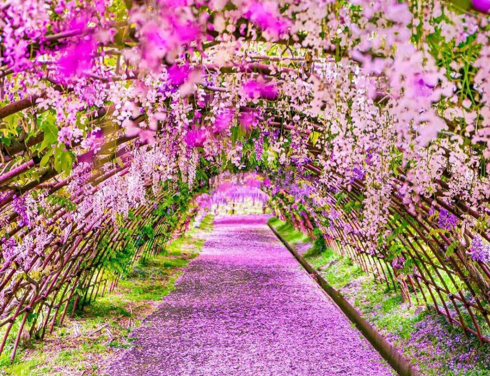 9 Pesona Kawachi Wisteria Garden, Taman Paling Berwarna di Jepang