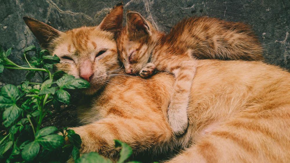 Bisa Fatal, Kenali Tanda-tanda Distokia pada Kucing