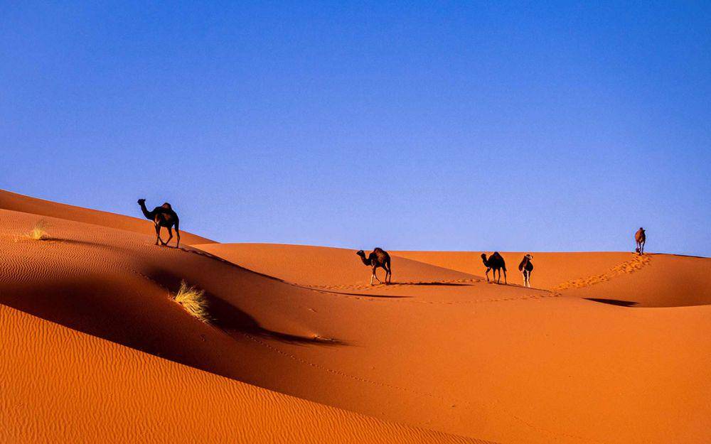 potret Gurun Sahara (visitafrica.site)