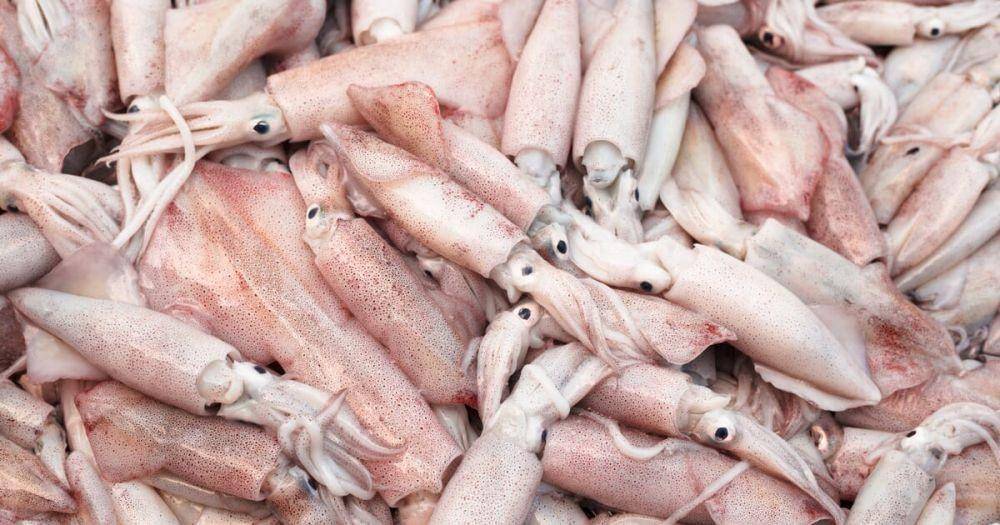 Ilustrasi cumi segar (thefishsite.com)