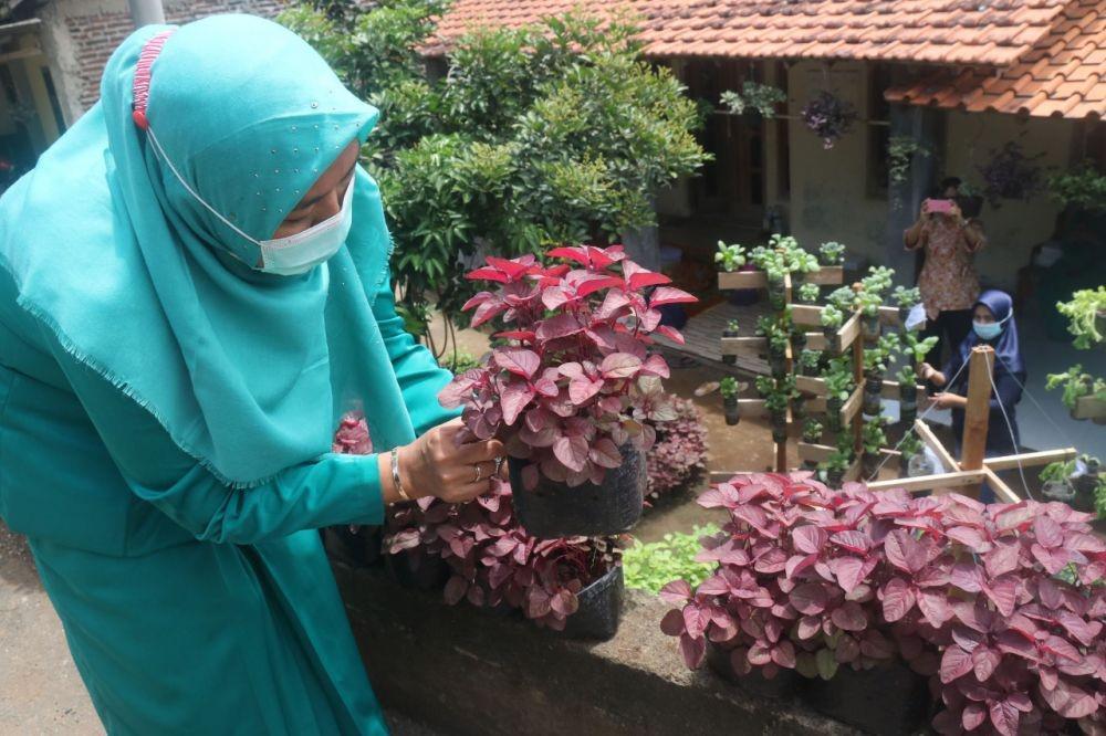 Warga Kelurahan Kedungpane Kecamatan Mijen Kota Semarang melakukan kegiatan bercocok tanam atau urban farming di lokasi proyek SPAM Semarang Barat. (dok. Tiga Langkah)