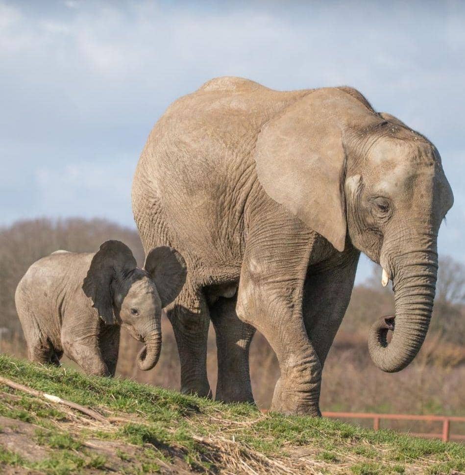 Howlette Wild Animal Park (instagram.com/howlettspark)